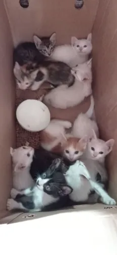 Adoção de vários gatinhos 