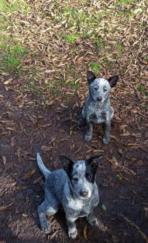 Filhotes Blue Heeler com pedigree e procedência
