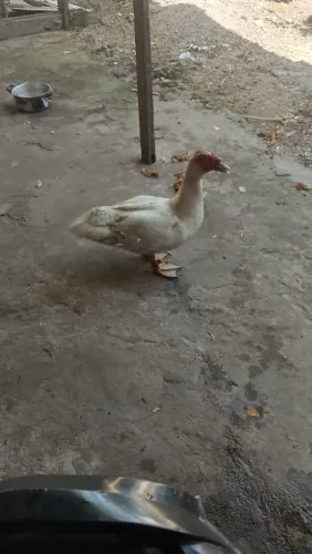 Vendo patos