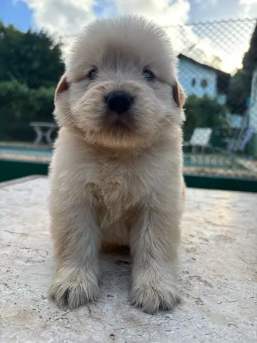 Bebês Golden