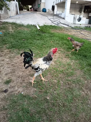 Galo índio caipirao 