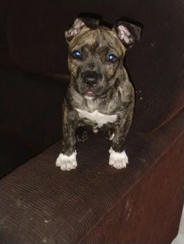 Filhote de pit Bull misturado com presa canario