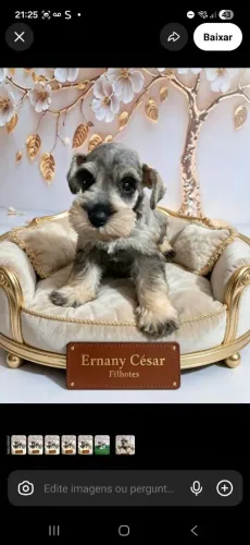 Schnauzer machinho miniatura sal pimenta
