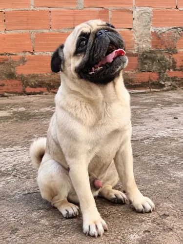 O PEPITO TÁ ON PRO JOB! PUG CRUZA (Leia a Descrição)