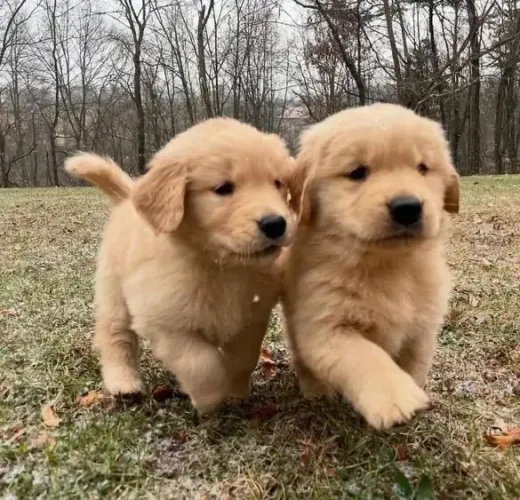 Doação Golden Retriever