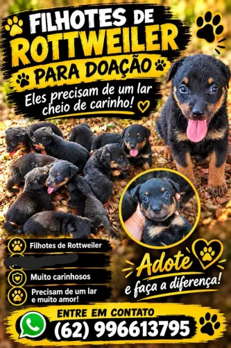 Filhotes de Rottweiler Doações!!