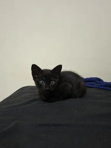 Gato para adoção