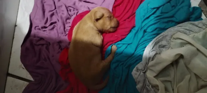 Cachorrinha Pincher