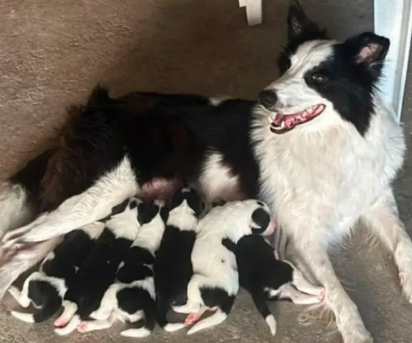 Lindos filhotes de border collie