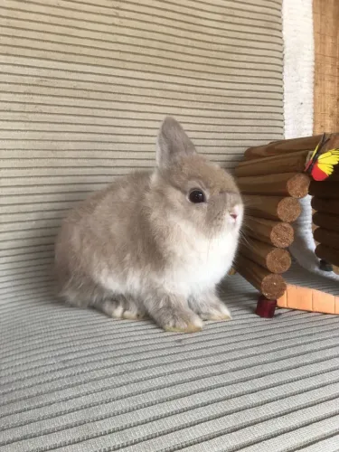 Coelho anão netherland dwarf o menor do mundo - macho 