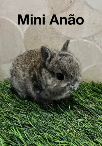 Mini anão 