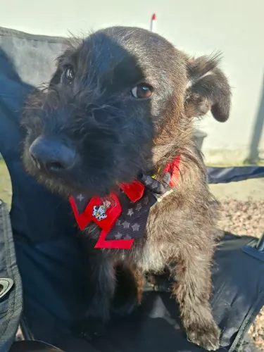 Adoção Cachorro