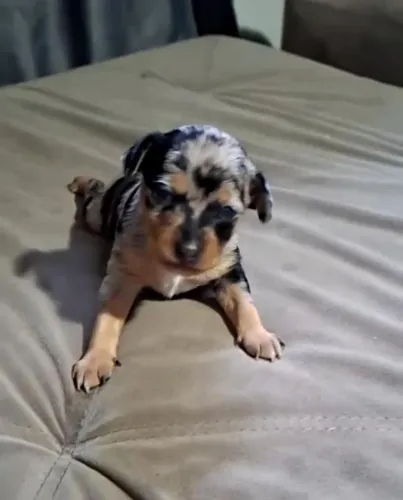 Vendo Pincher Macho Exótico 0/1