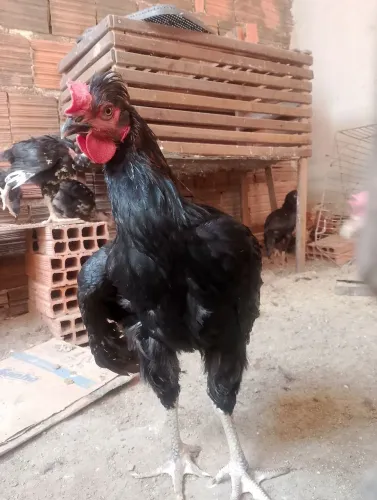 Frango Gsb