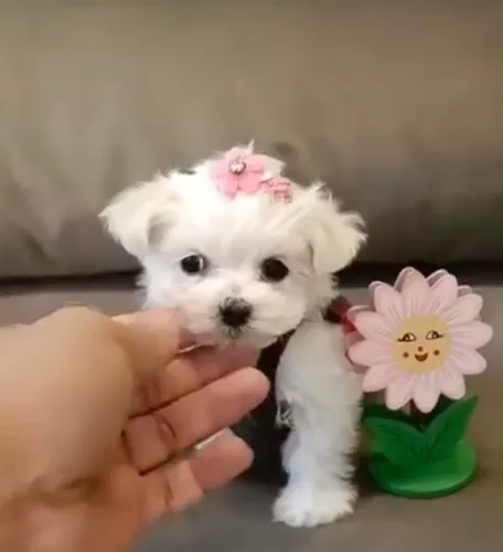 Filhotes de Lulu