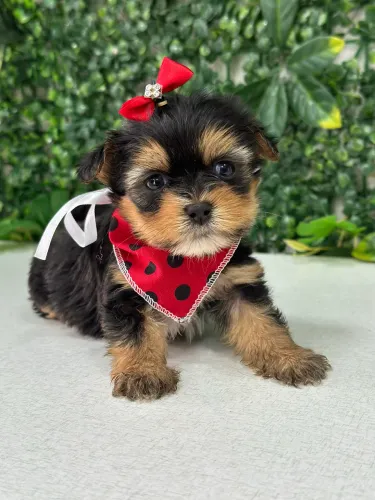 Filhote de Yorkshire pet