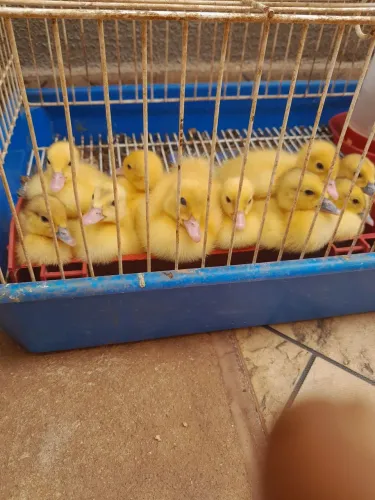 Pato