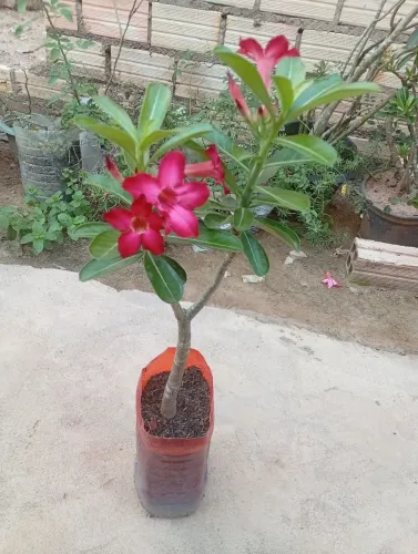 Rosa ? do deserto
