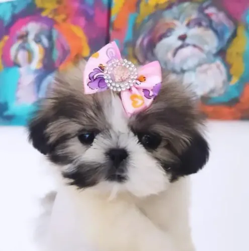 Shihtzu filhotes mini Shitzu vacinados com vacina importada