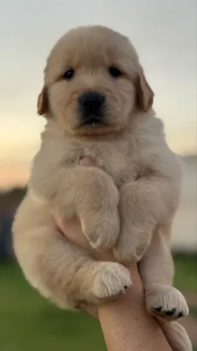 Vendo Golden retriever Macho!