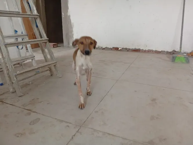 DOAÇÃO DE CACHORRO VIRA LATA