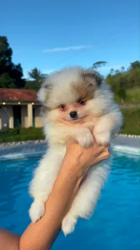 Lulu da pomerania à venda!!
