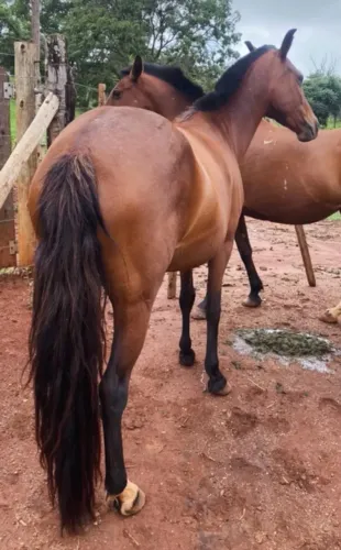 Égua marchadeira top