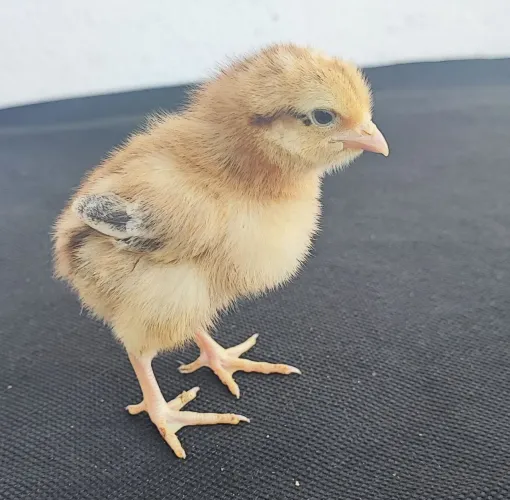 Pintinhos nascidos de ovos verdes