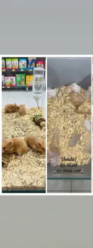 Hamster sirio