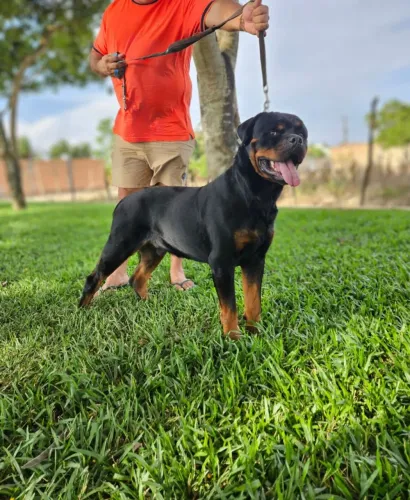 Filhotes de rottweiler puros filho de cabeça de touro 