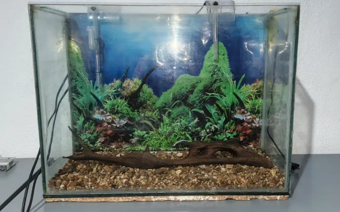 Aquario