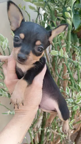 Pincher macho 0 a 1