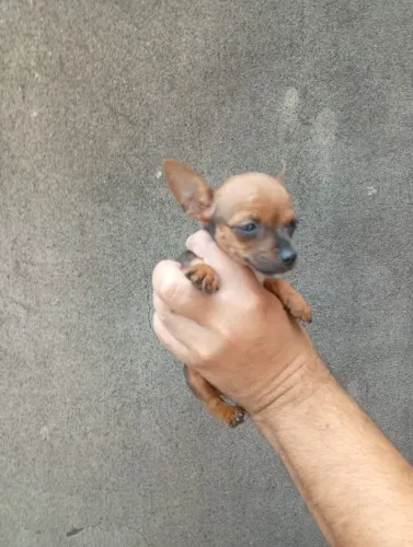 Pinscher Zero macho Acessível