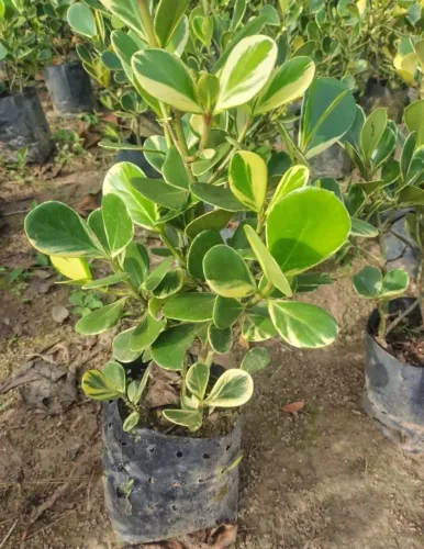 Clusia Variegata 