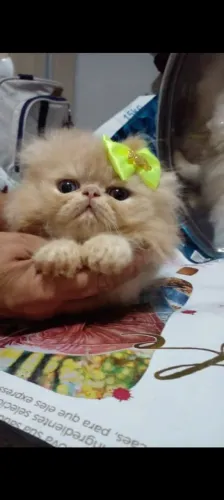 Venda de uma filhotinha persa