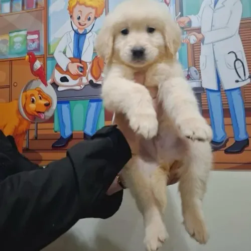 Filhotes de Golden Retriever | Mais alegria na sua casa