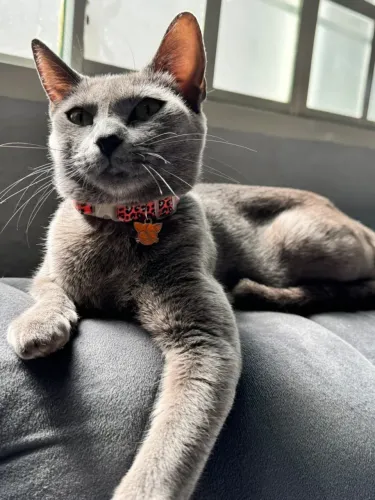 LINDOS GATINHOS PARA ADOÇÃO 