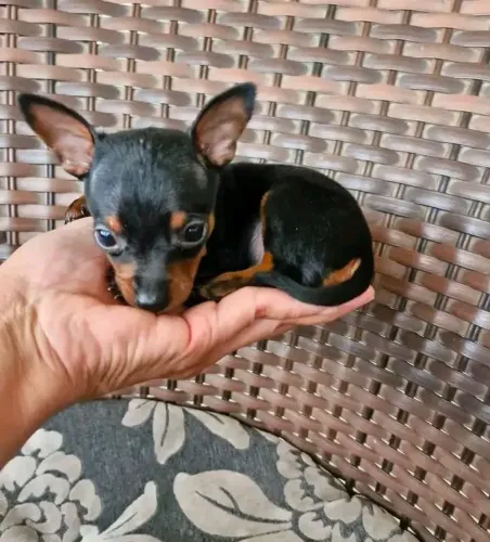 Pinscher 00 ...