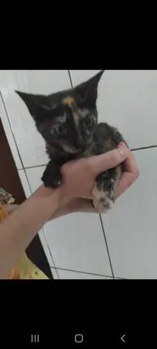 Gatinhas fêmeas para adoção