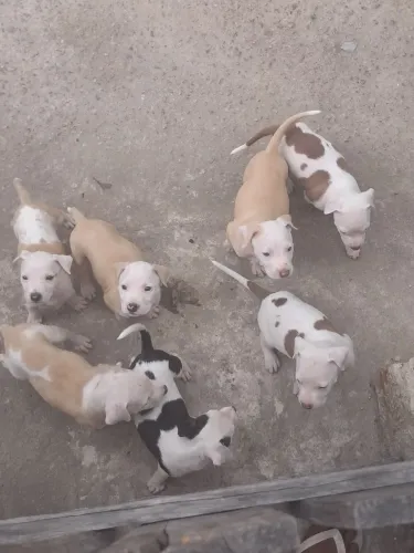 Pitbull