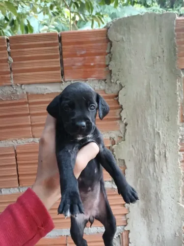 Cachorro 