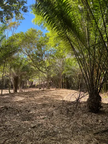 Lote Fazenda Real