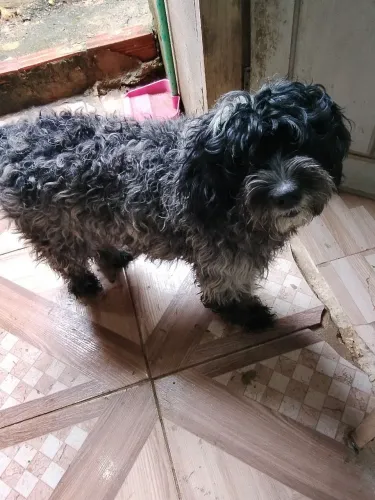 Cachorro a venda 