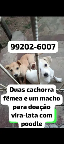 Duas cachorra fêmea e um macho vira-lata com poodle para doação *zap