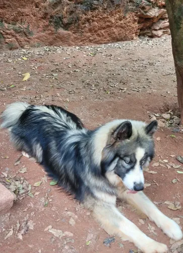 Husky agouti, macho 1 ano, super dócil, 3.500