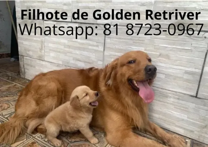 Filhote golden retriever