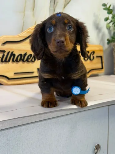 Dachushund