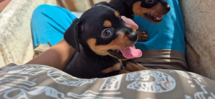 Filhote pinscher (macho)