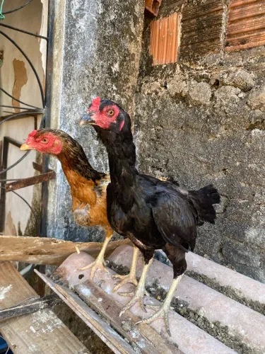 Galinha indiana