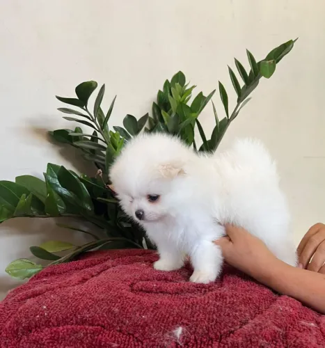 Spitz alemão anão